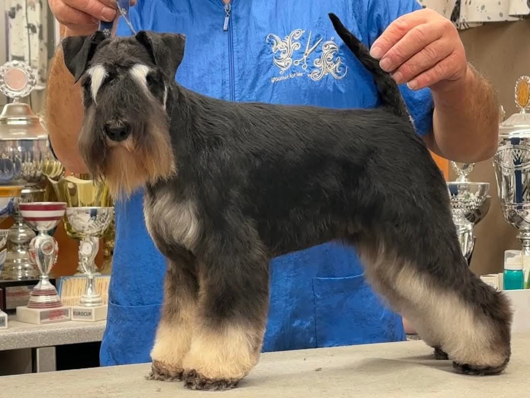 Bungee Lauren Black Silver Sinfonie .jpg