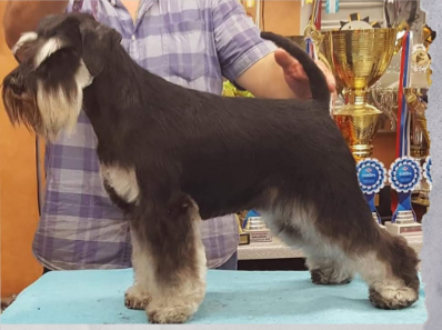 My Lady vom Goldbachtal.png