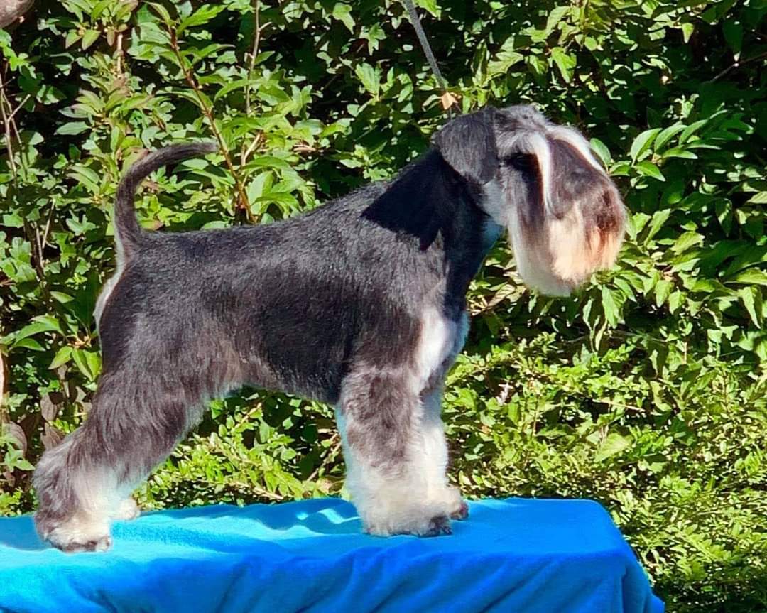 Swiss Royal Touch Joe Cool.jpg