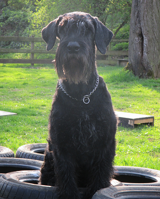 PinscherSchnauzerKlub 1895 e.V. Ortsgruppe Gießen und Umgebung