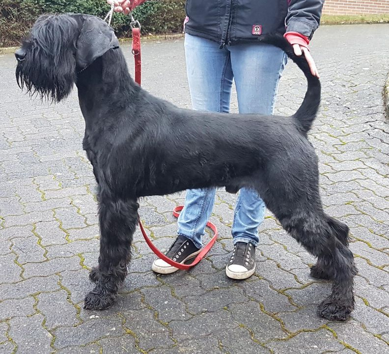 PinscherSchnauzerKlub 1895 e.V. Ortsgruppe Gießen und Umgebung